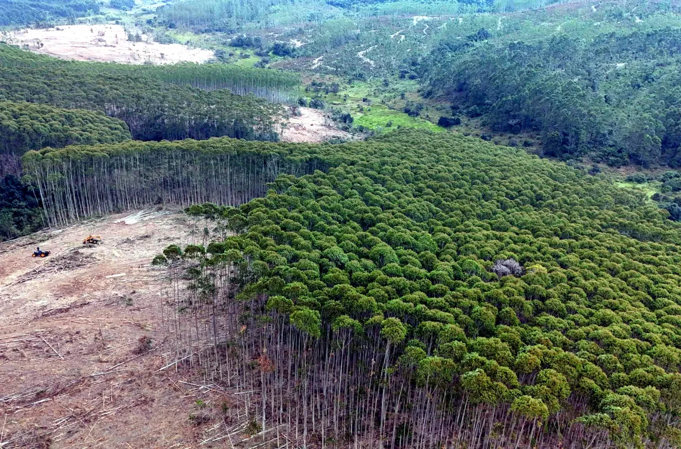 Eucalyptus plantation block