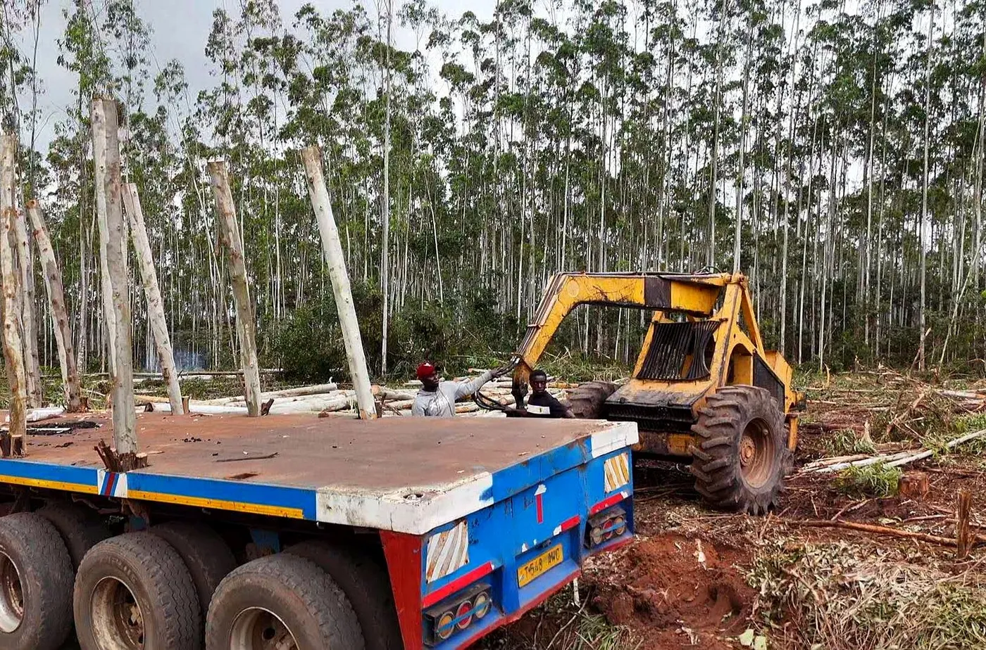 Log extraction and loading for transport to the mill