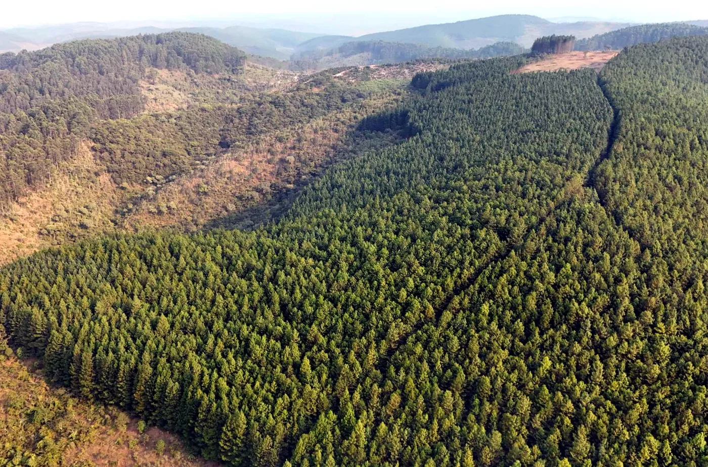 Pine plantation